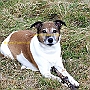 Parson._ Jack_ Russell_ Terrier4(1)